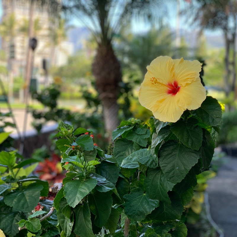 Hawaii Property Videos