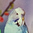 9vN3hF6zV7I-channel-avatar-Huluppu