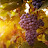 @howtoeatgrapes2491