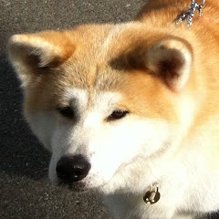 Game 絵日記 tokitorakoアイコン画像