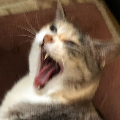 しーらん