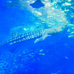 ルアーちゃんねる