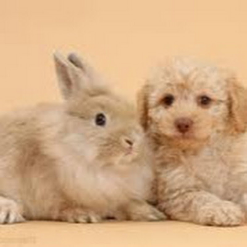 Fluffy Puppy