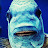 @AfricanCichlids Avatar