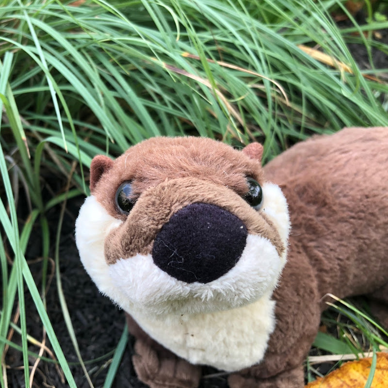 The Wandering Otter