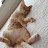 @myorangecaty862