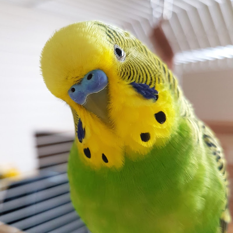 Mr. Poof icon