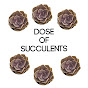 Dose of Succulents logo