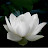 White Lotus Flower Under The Moonlight
