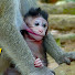 qRr93epQ85k-channel-avatar-Monkeys Buzz