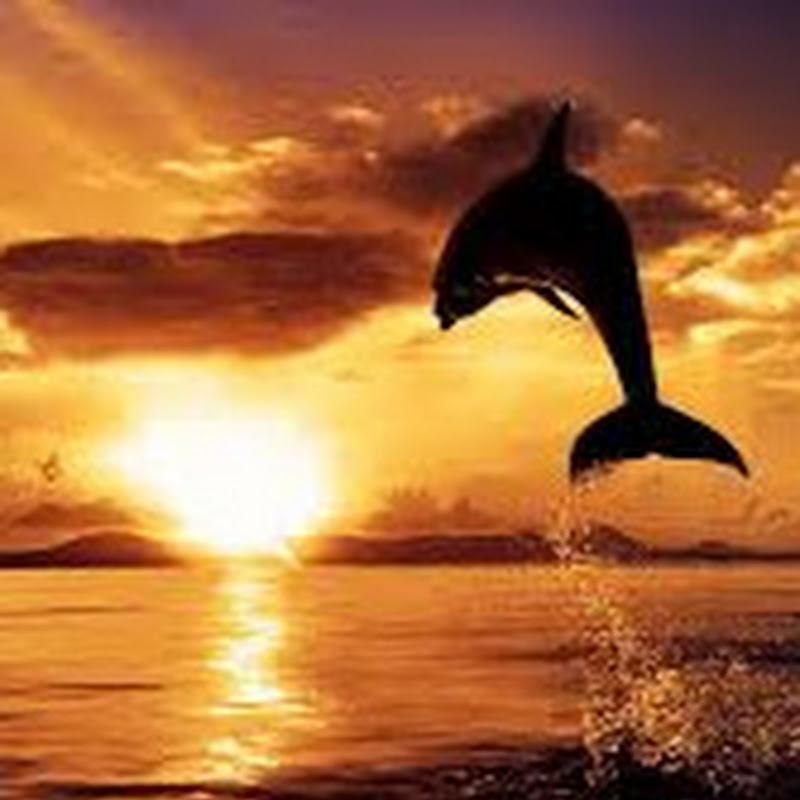 العالمى للمعلومات