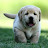 All about Labrador retriever