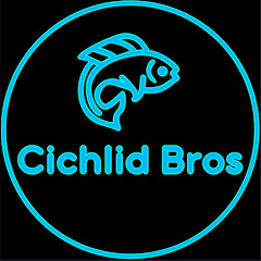Cichlid Bros Avatar