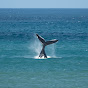 Whales of the Fleurieu logo