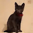 opdWUJJfQfI-channel-avatar-Yul Kitty