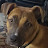 @TheBusterdog Avatar