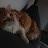 @valentinobearzot7677's avatar