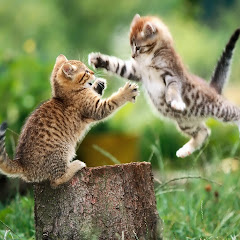 チャンネルのら