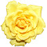 NqhKNwRHHrY-channel-avatar-Clases de Floristería