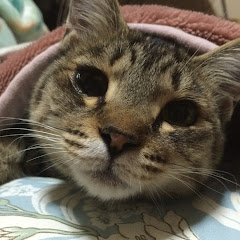 マボチャンネル（マボサン）アイコン画像