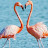 @flamingo8068