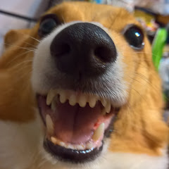 動物世界（an Animal Planet）アイコン画像