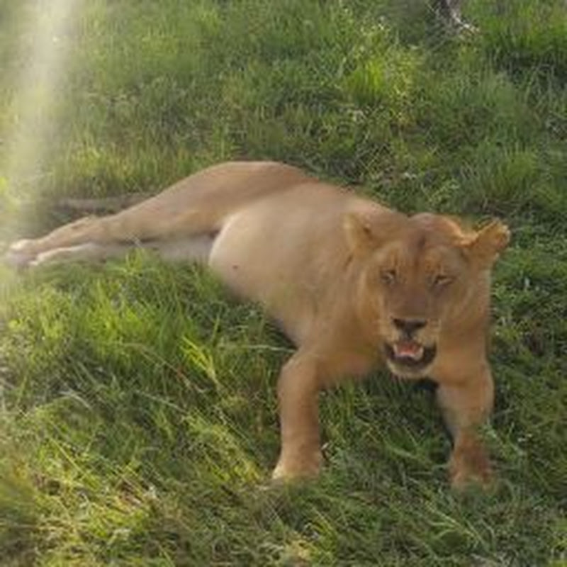 Animal lover africa Exploring Tanzania