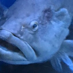 たこ
