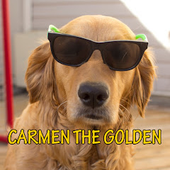 Логотип каналу Carmen The Golden Retriever