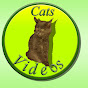 Cats Videos logo
