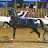 Vesty Show Horse