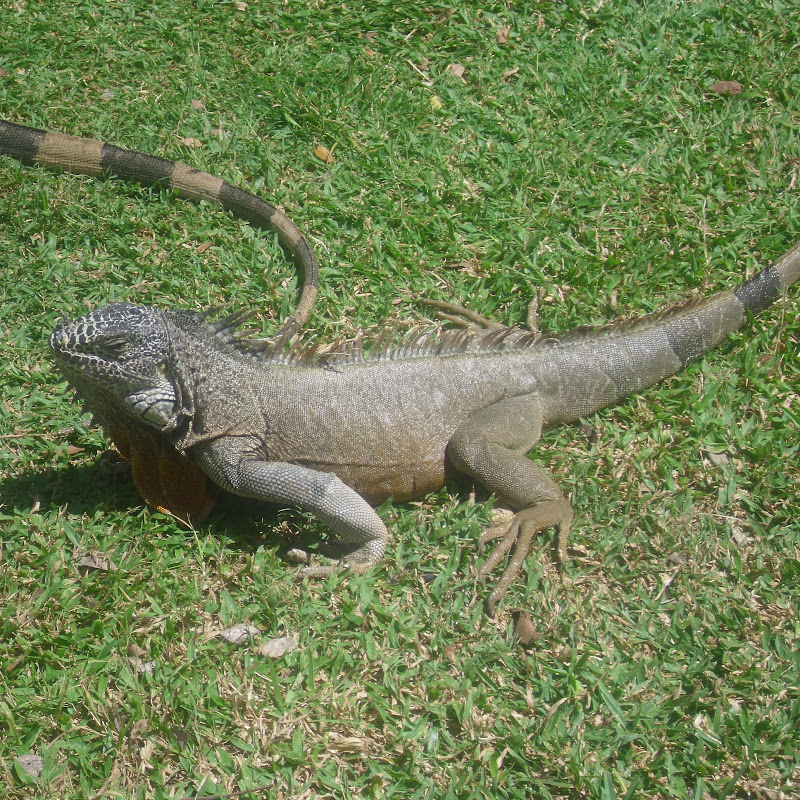 Pajarito Cam