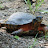 @murtlethefertileturtle6732