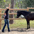 PBmZuXyTLi8-channel-avatar-Break Habits Not Horses
