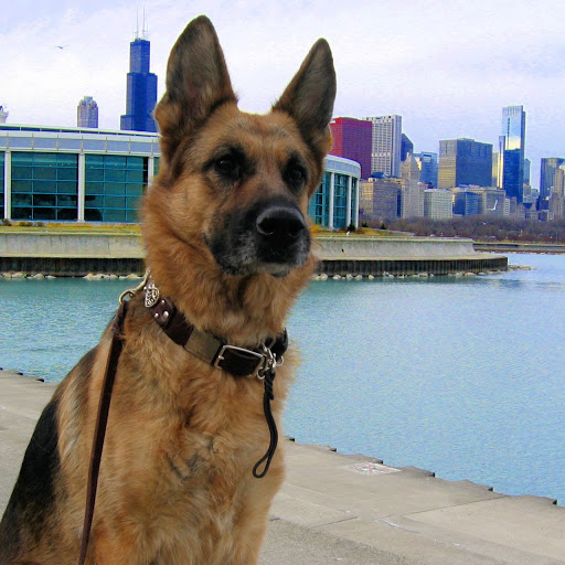 Chicago Canine