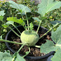 Life in a pot Avatar