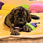 Maya Raisin The English Mastiff logo