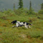 Alaska Grouse Dog logo