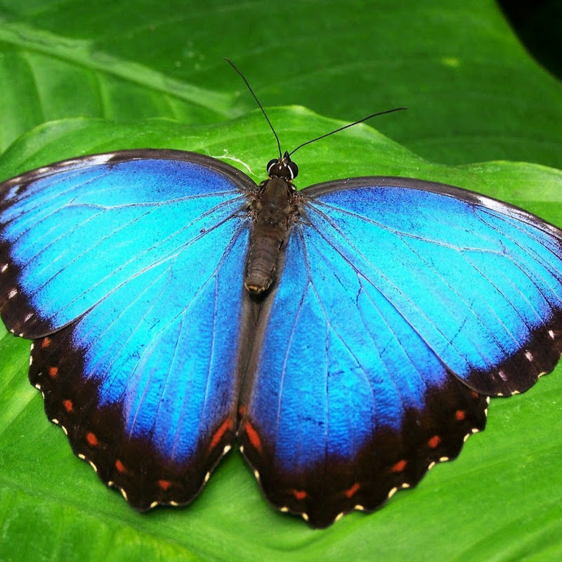 Blue Morpho