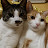 @Adailystoryofacutecat
