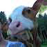SZXZgDLop_M-channel-avatar-Landwirtschaft im Schwarzwald