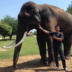 Elephant Thailand Avatar