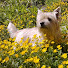 9peLpJFIsKA-channel-avatar-Wally the Bronco