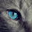 الصورة الرمزية لـ @catsarejerks