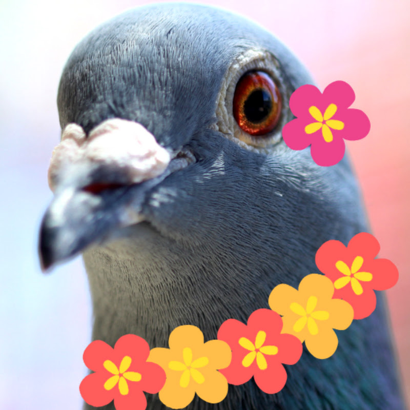 AlohaPigeons
