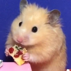 Hamster JERRY