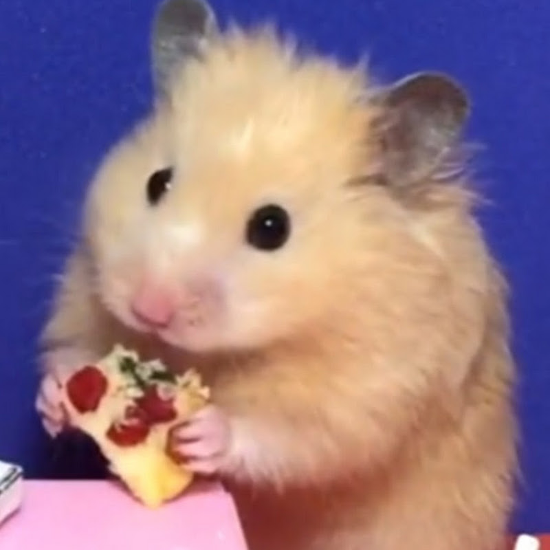 Hamster JERRY