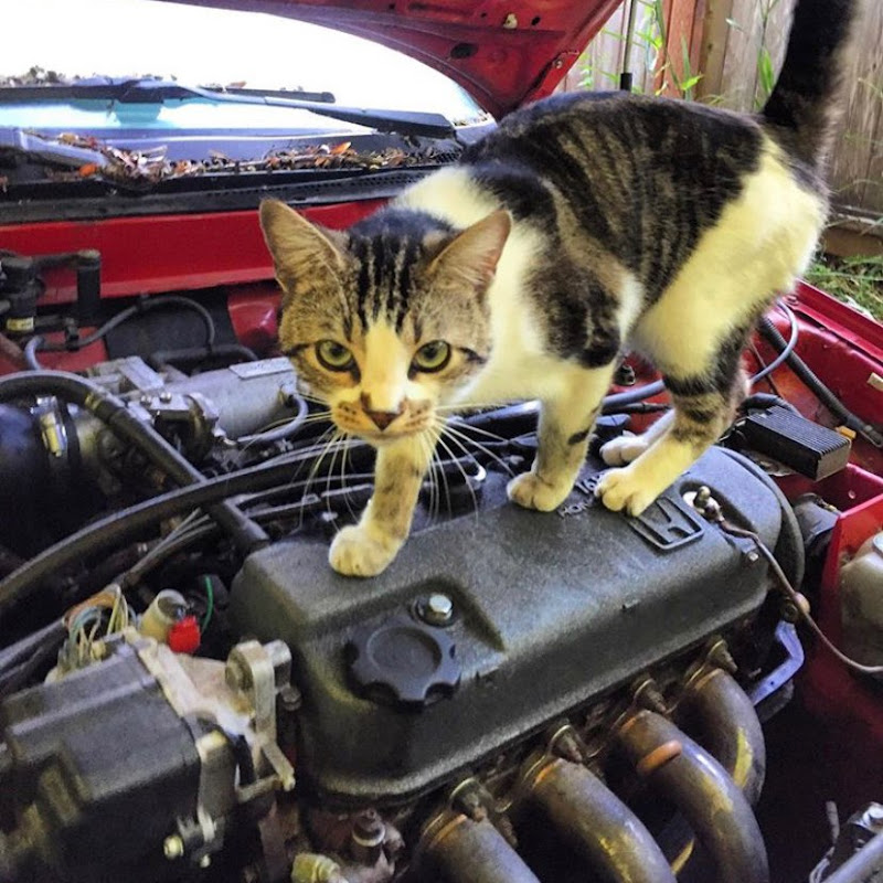 The Junkyard Drifter