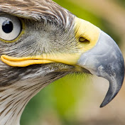 Steve Downer - Wildlife Cameraman