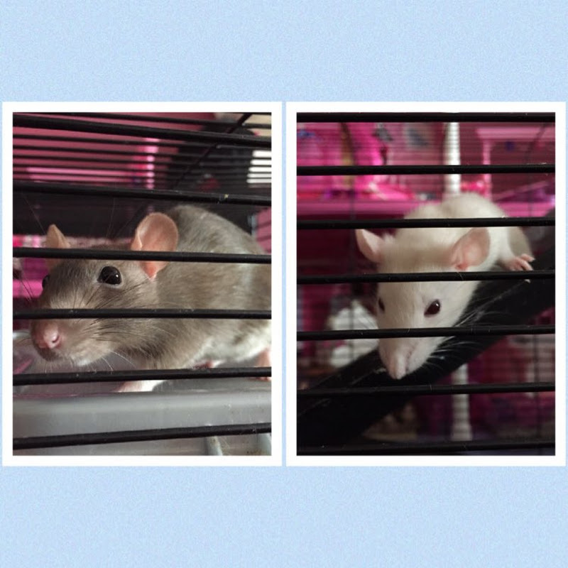 Ready Rats